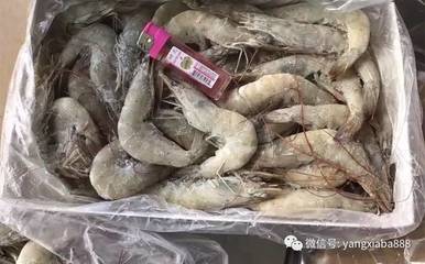 虾产业发展51年，厄瓜多尔白虾为何在中国市场迅速串红？
