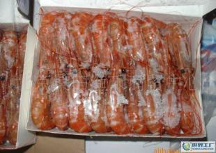 牡丹虾市场行情与生产厂家信息汇总