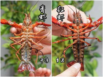 虾客情·潜江清水小龙虾盛宴 6.8折召唤全城撸虾狂魔